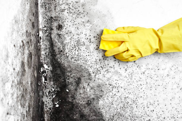 Best Mold Testing and Inspection Services in Frewsburg, NY