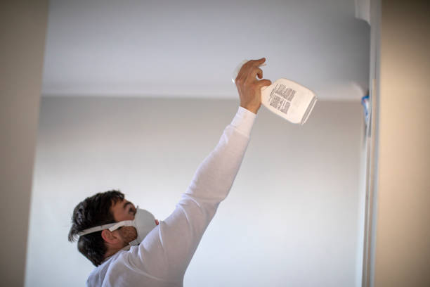 Best Black Mold Remediation in Frewsburg, NY