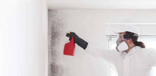 Best Residential Mold Remediation in Frewsburg, NY