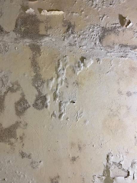 Best Mold Remediation for Schools in Frewsburg, NY