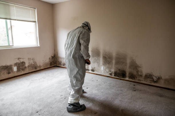 Best DIY Mold Remediation Support Services in Frewsburg, NY