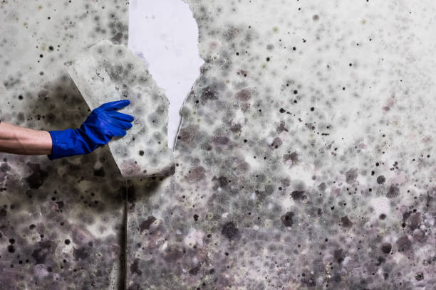 Best Kitchen Mold Remediation in Frewsburg, NY