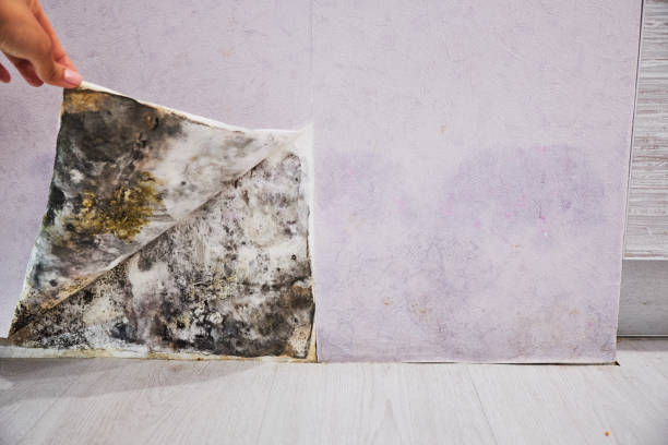 Frewsburg, NY Mold Remediation Company